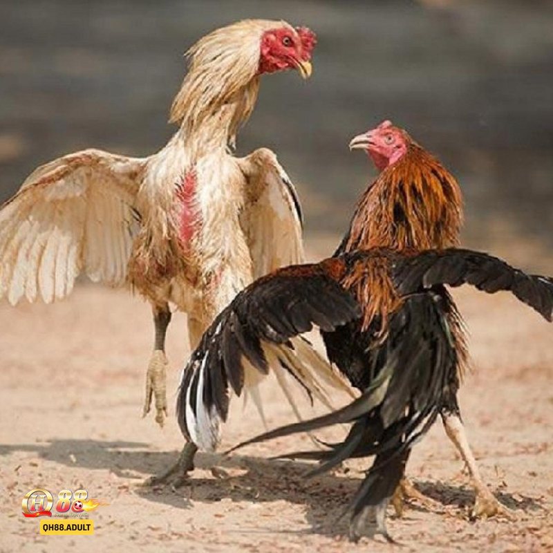 Đá gà tre - Đặc điểm nổi bật của gà tre trên sới