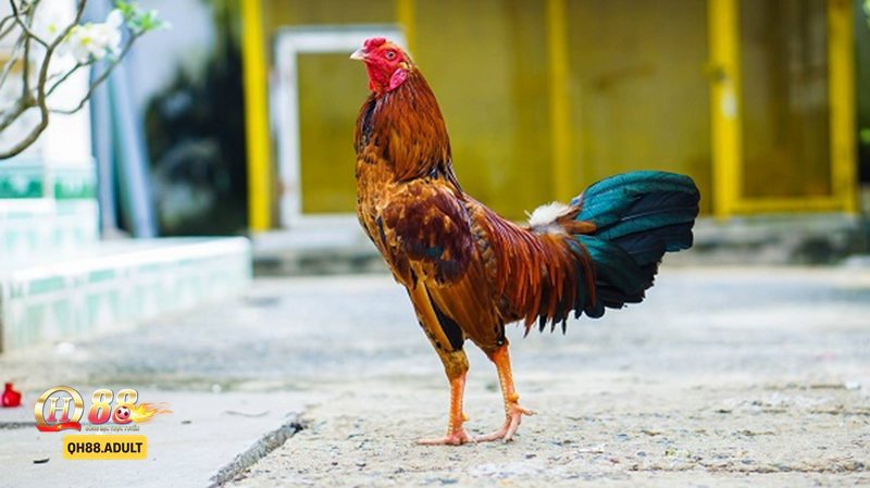 Đá gà tre - Cách tham gia cược Đá gà tre tại QH88